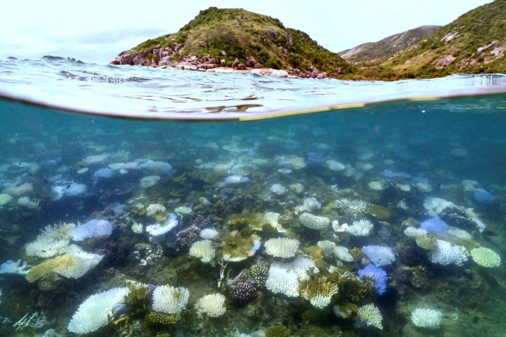 Nearly all coral reefs risk collapse in 50 years: IUCN