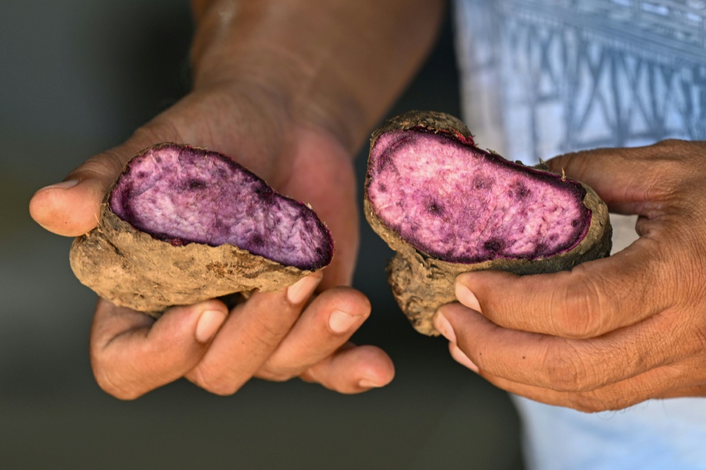 The Philippine ube has become a trend-setting sensation from Los Angeles to London to Seoul, with the humble yam's bright purple hue drawing lines outside coffee shops and bakeries and millions of views on social media — Jam STA ROSA / AFP