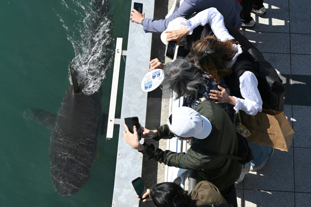 South Korea launches new bid to guide crowd-pulling shark to sea