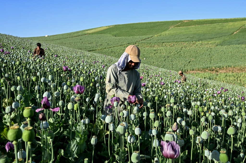 Rampant poverty has driven some Afghan farmers to return to the opium trade — STR / AFP