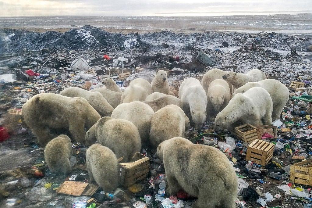 Osos polares se alimentan en un basurero cerca de la aldea de Belushya Guba, en el remoto archipiélago de Novaya Zemlya, en el norte de Rusia. Alexander GRIR / AFP