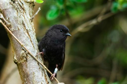 New Zealanders pick endangered black robin as Bird of the Year