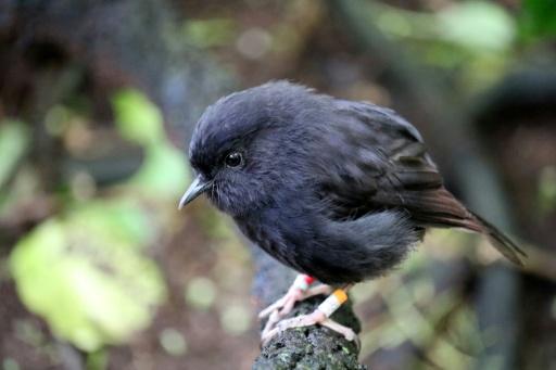 New Zealand's black robin is critically endangered — Calen TEAGUE / AFP