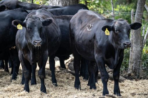 Trump's beef policies are testing the loyalty of ranchers in Texas -- some of his staunchest supporters -- just weeks before November's midterm elections — RONALDO SCHEMIDT / AFP