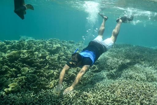 Un buzo nada sobre un arrecife de coral en el arrecife de Ngederrak, frente a la costa de Koror, en Palaos — Saeed KHAN / AFP