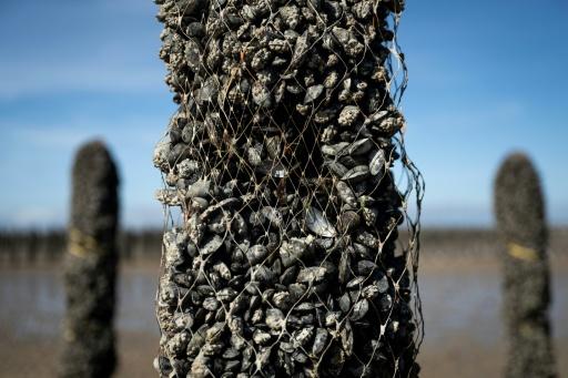 Un pieu à moules dont une partie des moules a disparu, au sein de l'exploitation Maine père & fils, au large de Bricqueville-sur-Mer, dans la Manche, le 13 septembre 2026 — Guillaume SALIGOT / AFP