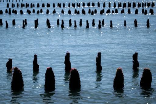 Pieux à moules en partie recouverts par la marée, au sein de l'exploitation Maine père & fils, au large de Bricqueville-sur-Mer, dans la Manche, le 13 septembre 2026 — Guillaume SALIGOT / AFP