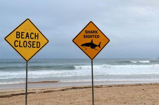 Shark kills swimmer off beach in Western Australia: police