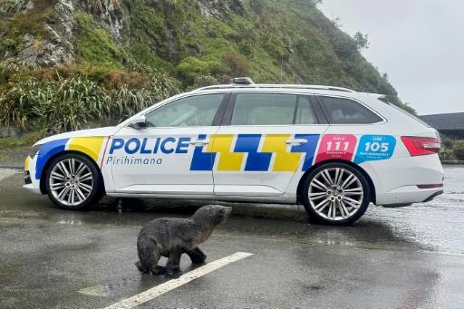 Nothing to seal here: NZ police help stranded pup home
