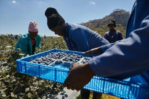Zimbabwe farmers seek funds to cash in on China blueberry boom