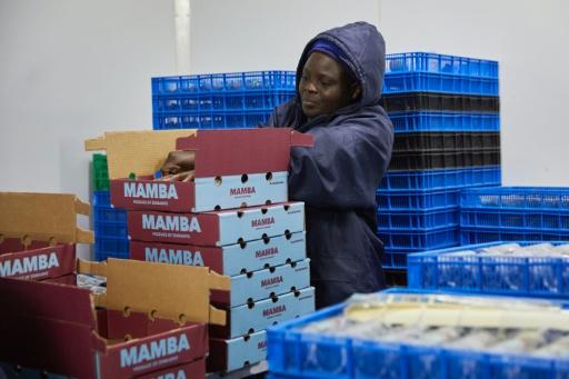 Zimbabwe dispatched its first shipment of blueberries to China in July — Jekesai NJIKIZANA / AFP
