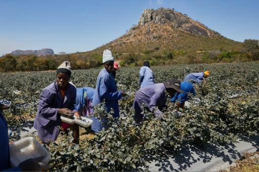 Zimbabwe expects to export about 12,000 tonnes of blueberries — Jekesai NJIKIZANA / AFP