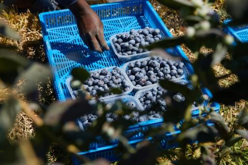 Blueberries have been promoted for its purported health benefits — Jekesai NJIKIZANA / AFP