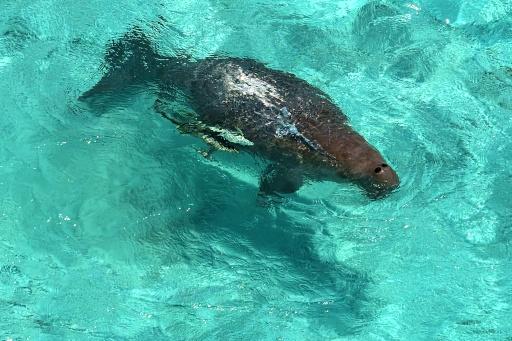 Um dugongo nada no recife de Ngederrak, ao largo da costa de Koror, Palau, onde esses mamíferos marinhos se alimentam de pradarias de ervas marinhas — Saeed KHAN / AFP